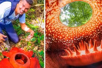 8 loài cây mang "siêu năng lực", lạ lùng nhất hành tinh