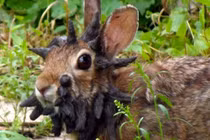 10 con vật kỳ dị nhưng có thật trên đời 