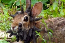 10 con vật kỳ dị nhưng có thật trên đời 