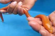 Hiếu kỳ 3 con lươn màu vàng óng lạ thường ở Quảng Trị