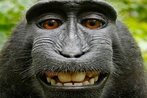 Khi động vật cười “nhăn răng” (3)