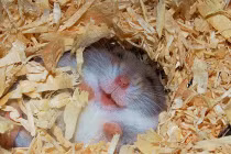 Khi động vật cười “không thấy trời đất đâu” (2)