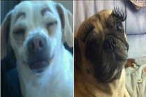 Những kiểu lông mày siêu độc của cún cưng