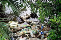 Phát minh "độc" dùng côn trùng “đo” ô nhiễm môi trường