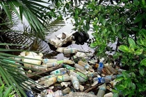 Phát minh "độc" dùng côn trùng “đo” ô nhiễm môi trường