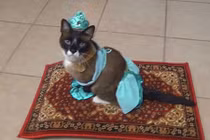 Kỳ thú công chúa mèo tập bay trên tấm thảm