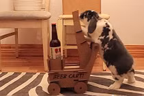 Kỳ lạ thỏ con biết lấy bia cho chủ uống