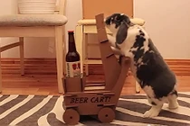 Kỳ lạ thỏ con biết lấy bia cho chủ uống