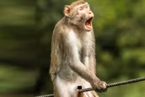 Cười nghiêng ngả trước những bức ảnh hoang dã hài hước 2021