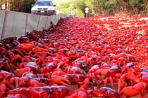 Ngoạn mục cảnh hàng trăm triệu cua đỏ lũ lượt di cư 