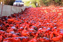 Ngoạn mục cảnh hàng trăm triệu cua đỏ lũ lượt di cư 