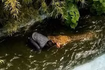 Bị cá sấu 12m cắn suýt đứt tay chân vì suy nghĩ "ngớ ngẩn" 