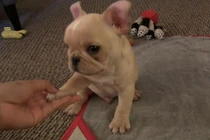 Chú cún con dễ thương nhất quả đất