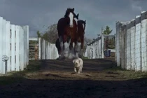 Cảm động tình bạn "sống chết có nhau" của chó và ngựa