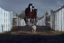 Cảm động tình bạn "sống chết có nhau" của chó và ngựa