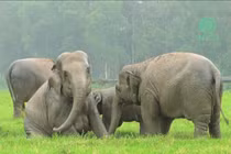 Thích thú xem voi tắm mưa