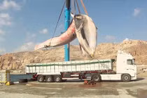 Choáng ngợp cá voi khổng lồ 35 tấn trôi vào bờ