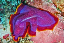 Bắt gặp giun dẹp biển màu tím cực đẹp