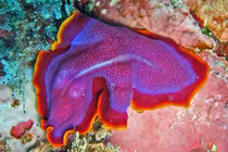 Bắt gặp giun dẹp biển màu tím cực đẹp