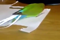 Chú vẹt tự xé giấy tết đuôi cho mình