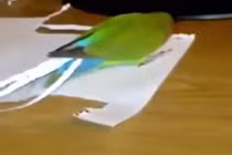 Chú vẹt tự xé giấy tết đuôi cho mình