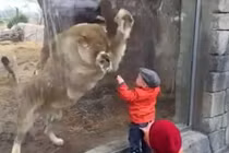 Phát hoảng em bé liều lĩnh trêu sư tử 