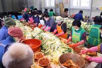 Chuyện lạ có thật: Người dân Hàn Quốc chật vật vì khủng hoảng... kimchi