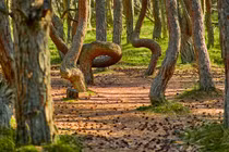 Bí ẩn "khu rừng nhảy múa" khiến các chuyên gia cũng bối rối