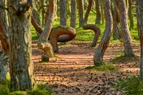 Bí ẩn "khu rừng nhảy múa" khiến các chuyên gia cũng bối rối