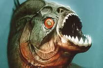 Nhảy xuống hồ trốn đàn ong, người đàn ông gặp ngay "thủy quái"