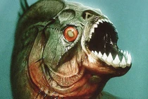 Nhảy xuống hồ trốn đàn ong, người đàn ông gặp ngay "thủy quái"