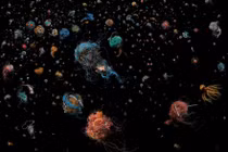 Loạt ảnh khó tin về những "vật thể lạ xâm chiếm" lòng đại dương