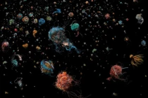 Loạt ảnh khó tin về những "vật thể lạ xâm chiếm" lòng đại dương