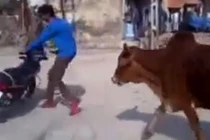 Bò tót xổng chuồng điên cuồng truy đuổi xe máy