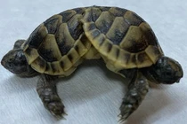 Phát hiện rùa hai đầu, sáu chân quý hiếm 