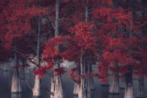 Lạc vào xứ sở thần tiên tại khu rừng đỏ vô thực ở Nga