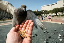 10 luật lệ kì quặc trên thế giới 