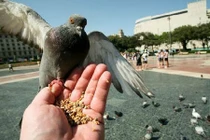 10 luật lệ kì quặc trên thế giới 