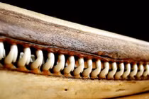 Phô mai, răng cá hay những vật kỳ lạ được sử dụng như tiền 