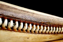 Phô mai, răng cá hay những vật kỳ lạ được sử dụng như tiền 