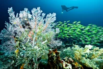 Choáng ngợp khung cảnh tại "thiên đường cuối cùng trên Trái Đất"