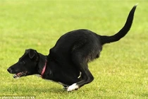 Chú chó có thân hình giống Kangaroo kỳ lạ nhất thế giới 