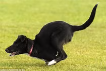 Chú chó có thân hình giống Kangaroo kỳ lạ nhất thế giới 