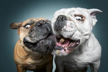 Hài hước loạt ảnh các chú chó tranh nhau đồ ăn 