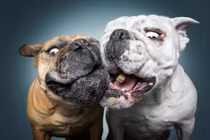 Hài hước loạt ảnh các chú chó tranh nhau đồ ăn 