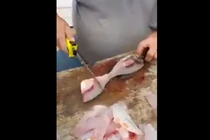 Kinh hoàng sán ký sinh chi chít trên mình cá