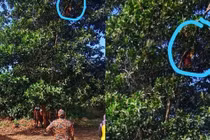 Người phụ nữ trèo lên cây gần 10m "đu đưa" rồi không xuống được 