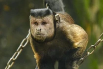 Chú khỉ sở hữu gương mặt đặc biệt khiến mạng xã hội "bùng nổ"