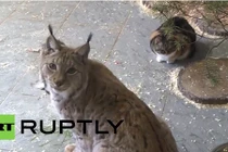 Kỳ lạ mèo rừng kết bạn thân thiết với mèo nhà