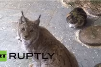 Kỳ lạ mèo rừng kết bạn thân thiết với mèo nhà